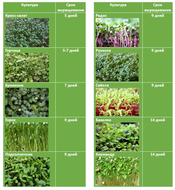 Источник https://yandex.ru/images/touch/search?text=срок+готовности+микрозелени&img_url=https%3A%2F%2Ffsd.multiurok.ru%2Fhtml%2F2024%2F06%2F21%2Fs_667595c0a9708%2FphpVTNX4F_IR-LEA-T_html_5b9ca840d8494223.jpg&pos=8&rpt=simage