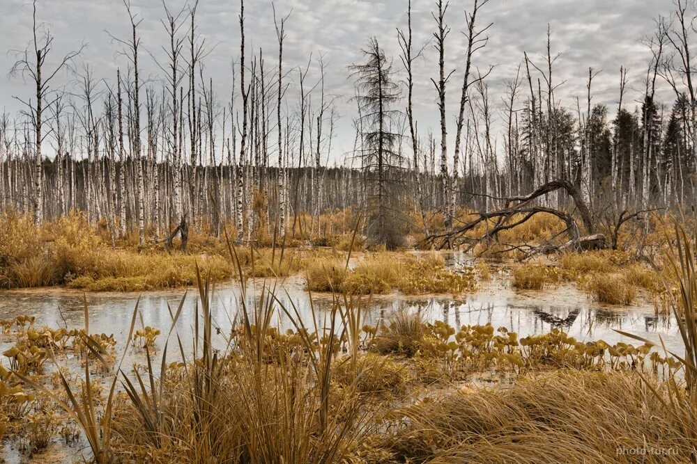 фото из интернета