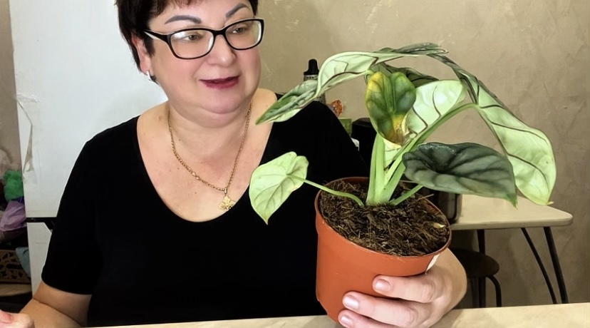 Это тоже новая Алоказия