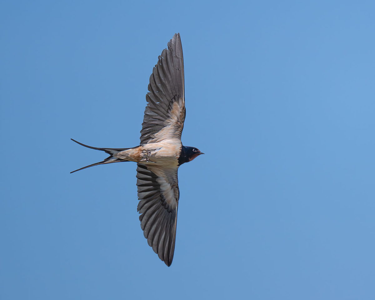 Ласточка в полете.