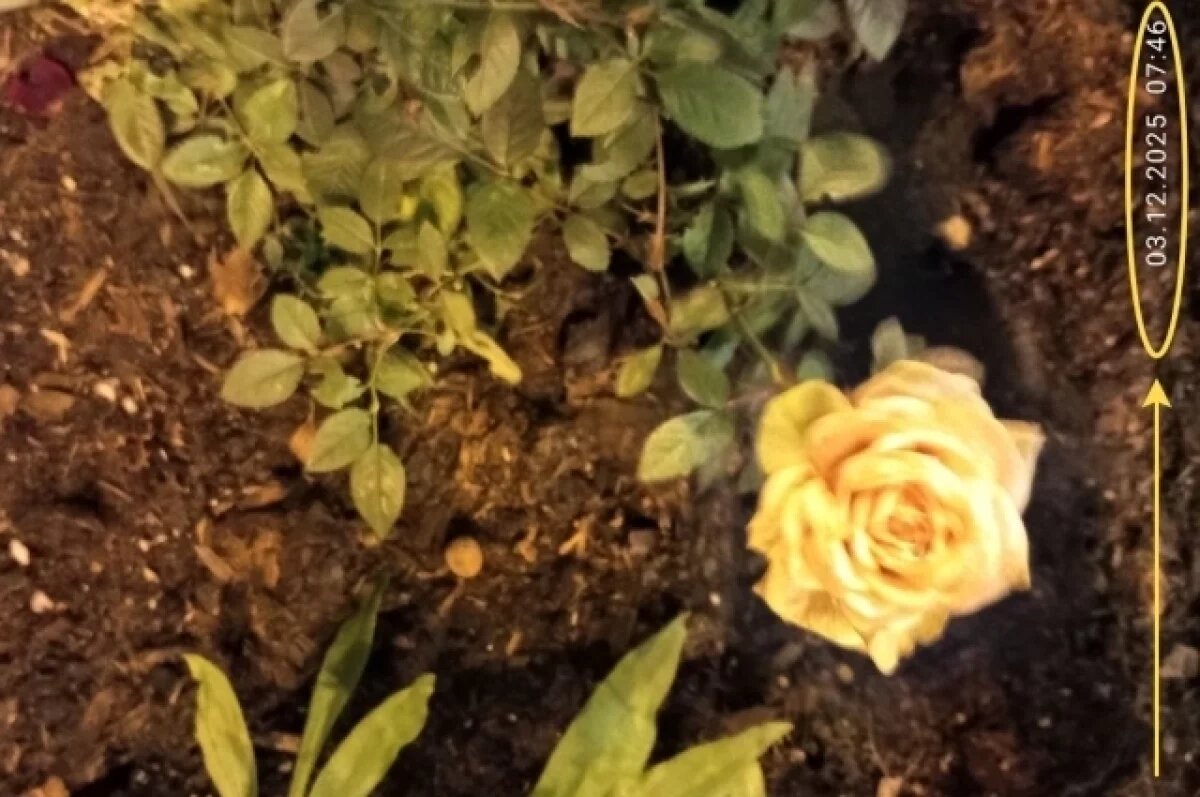    Зимняя роза Васильевского острова, снятая главным синоптиком Петербурга Александром Колесовым 3 декабря.