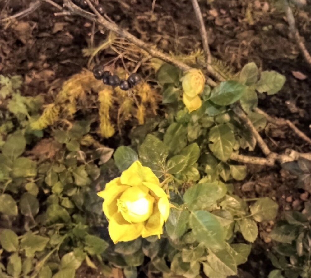    Рядом с цветочками и ягодки растут... Фото: Telegram-канал «Александр Колесов. О погоде в Петербурге»./ Александр Колесов