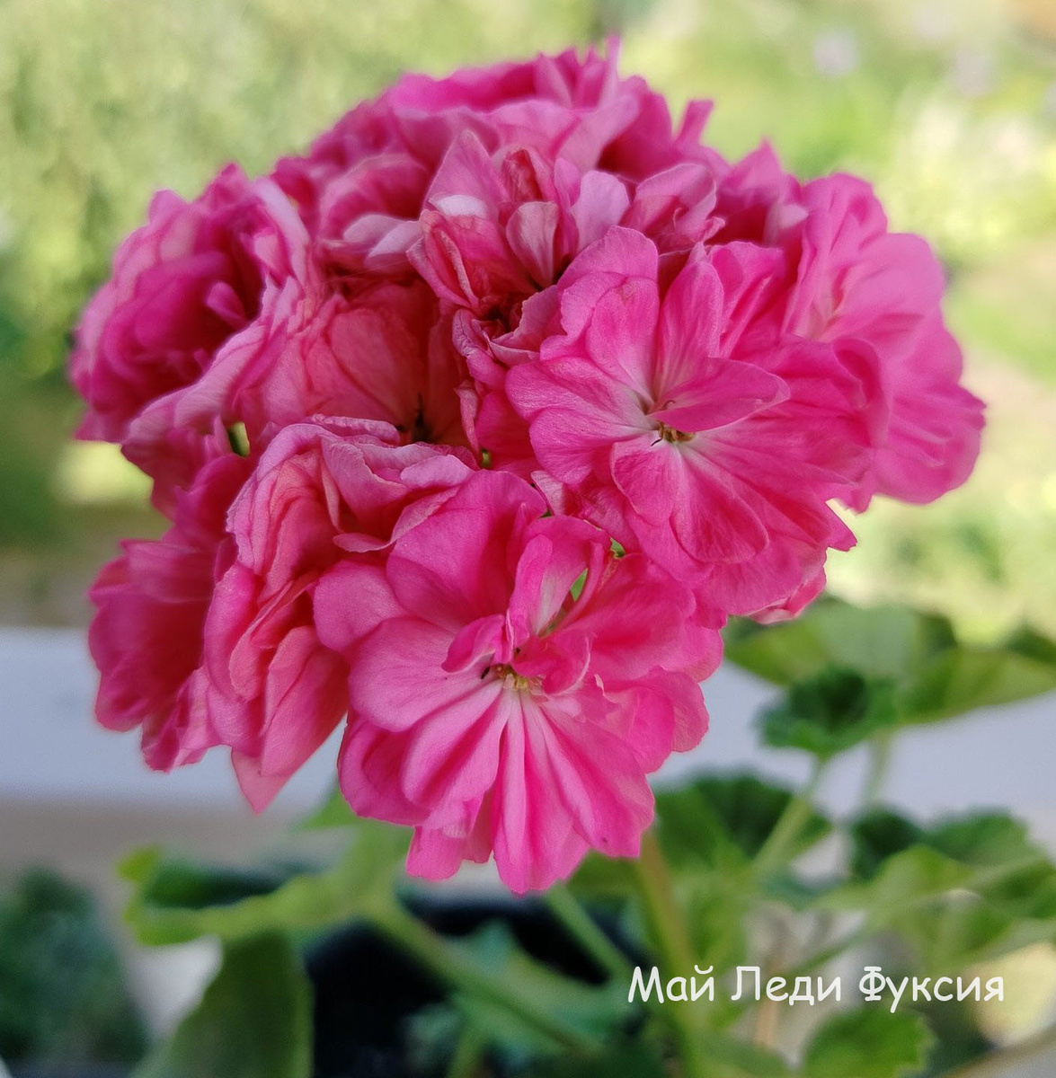 Мой сеянец Maй Леди Фуксия