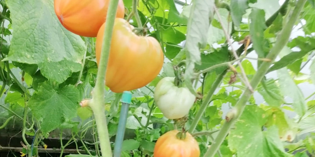 Выбираю лучшие сорта крупных томатов. 5 кг с куста вместо пустоцвета