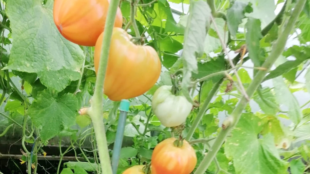 Разница между обещаниями производителей и реальностью