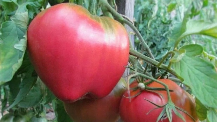 Батяня занимает первое место по надежности.