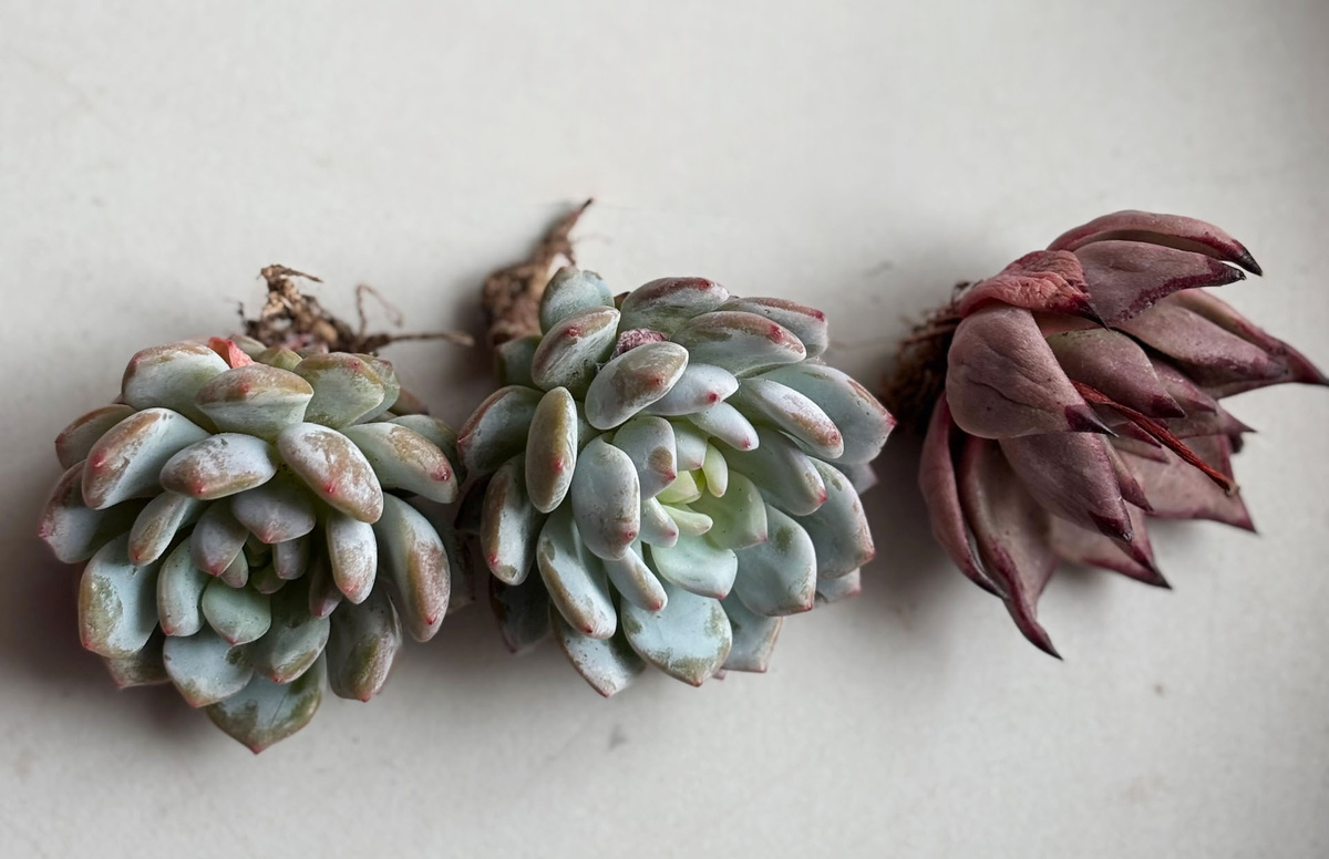 Эхеверии Amazing grace и Blood Romeo