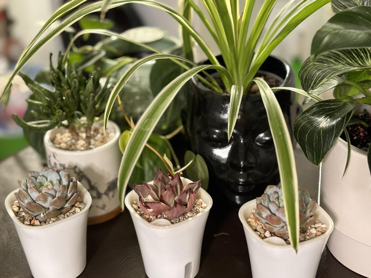 Эхеверии сразу после пересадки.