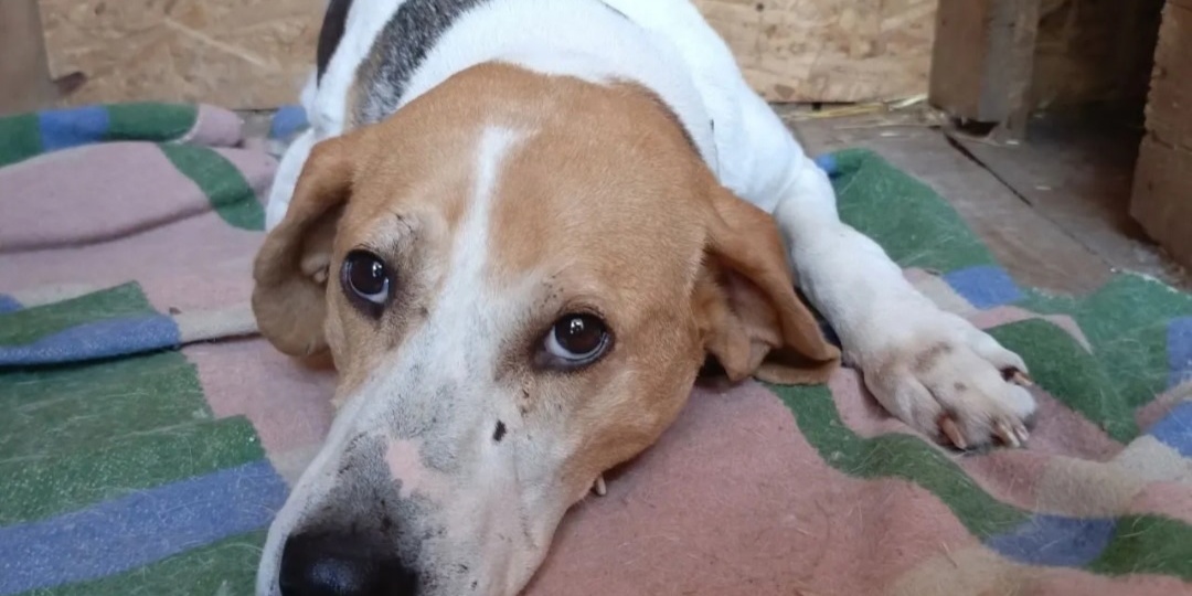 🐾✨ ДАНОЧКА так надеется стать домашней девочкой! 🐶 В преддверии Нового года пусть случится чудо! 🌟