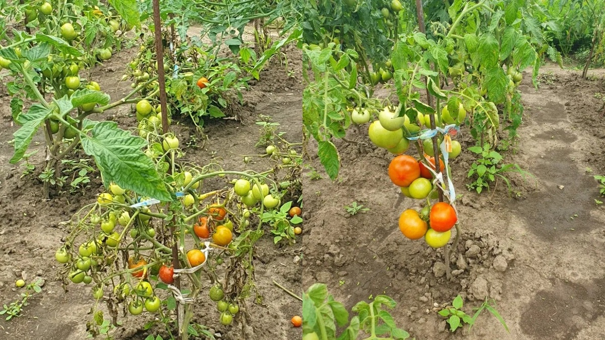  Разница видна сразу - слева обычные сорта после жары, справа засухоустойчивые