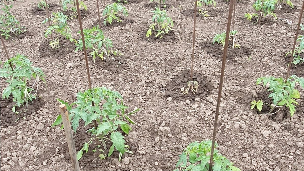 Испытательные грядки в разгар засухи