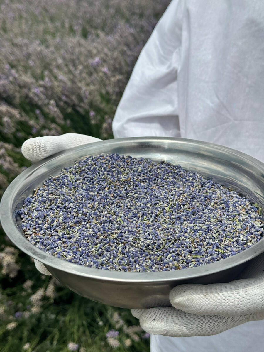 Органические цветы лаванды для кулинарии и аромапроцедур