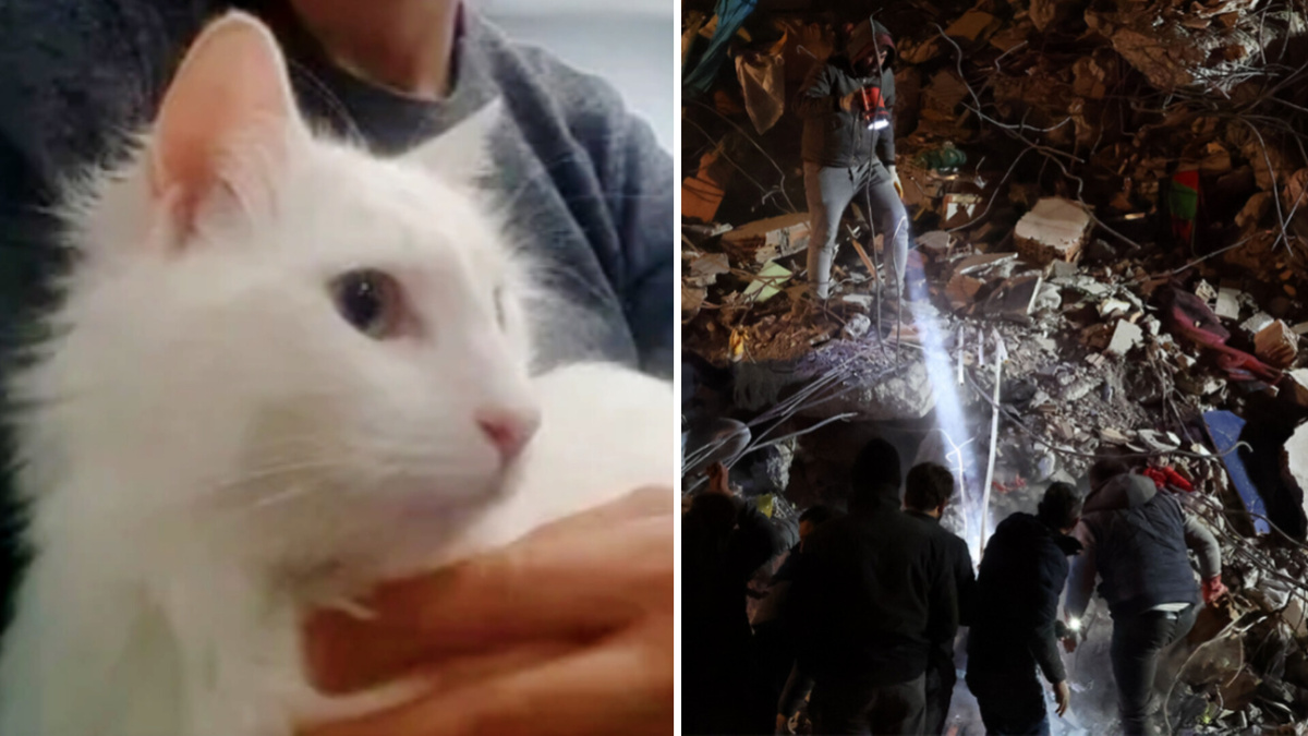 Кошка, спасшая свою хозяйку от гибели при природном катаклизме 