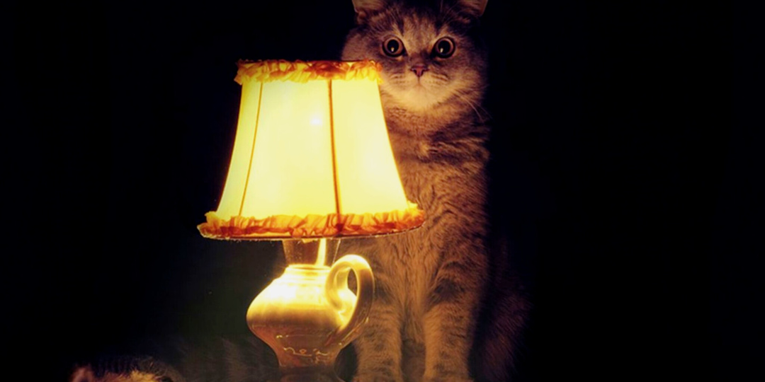 Какие знаки подают кошки, когда в дом приходит беда. От чего питомец может вас спасти