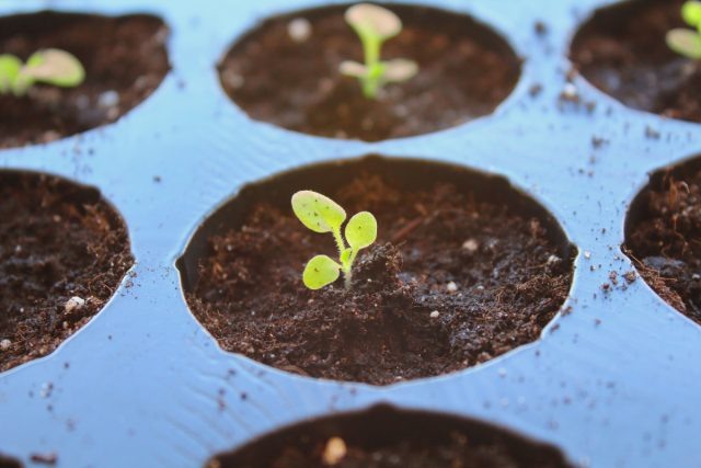 �� ���� ����� (��� �� ����) ����������� ������ ������ �������������. ���� ���������� ������� ����� ������ ��� ������ �������, ��� ��������� � ������. ������ ������� ������� � �����-�������� ��������� ���������� ������ ��������� ����������� � ����������, �������� � �������� �����.