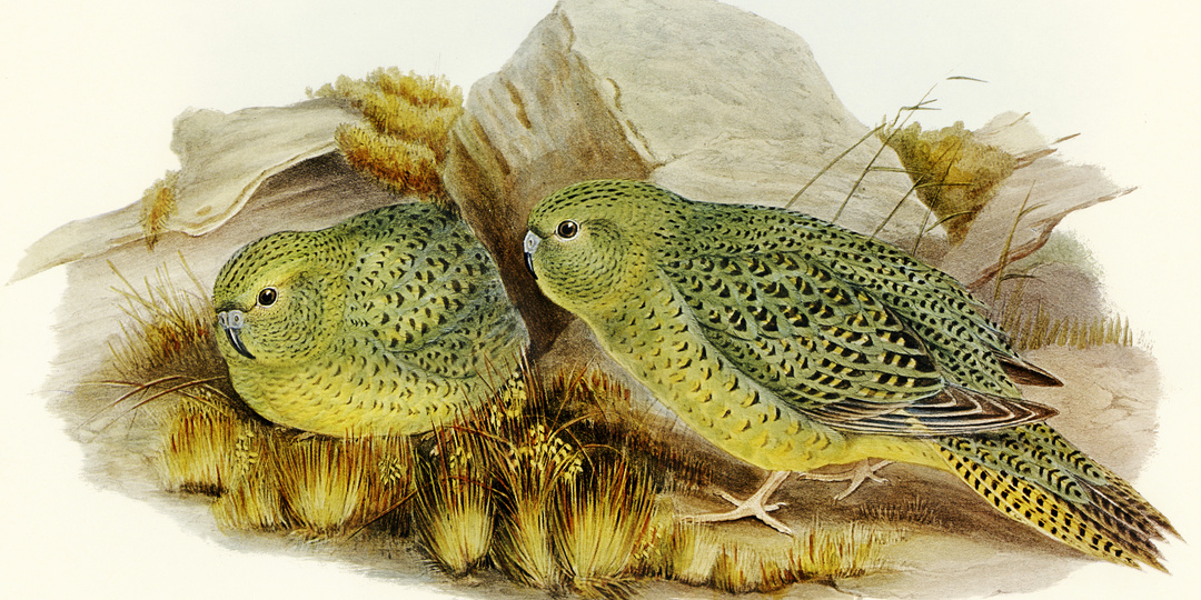 Вызов для бердфотографа. Птицы, чьих фотографий не существует