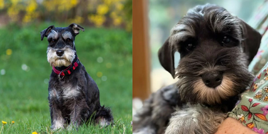 Почему цвергшнауцер — идеальный компаньон: 10 секретов породы