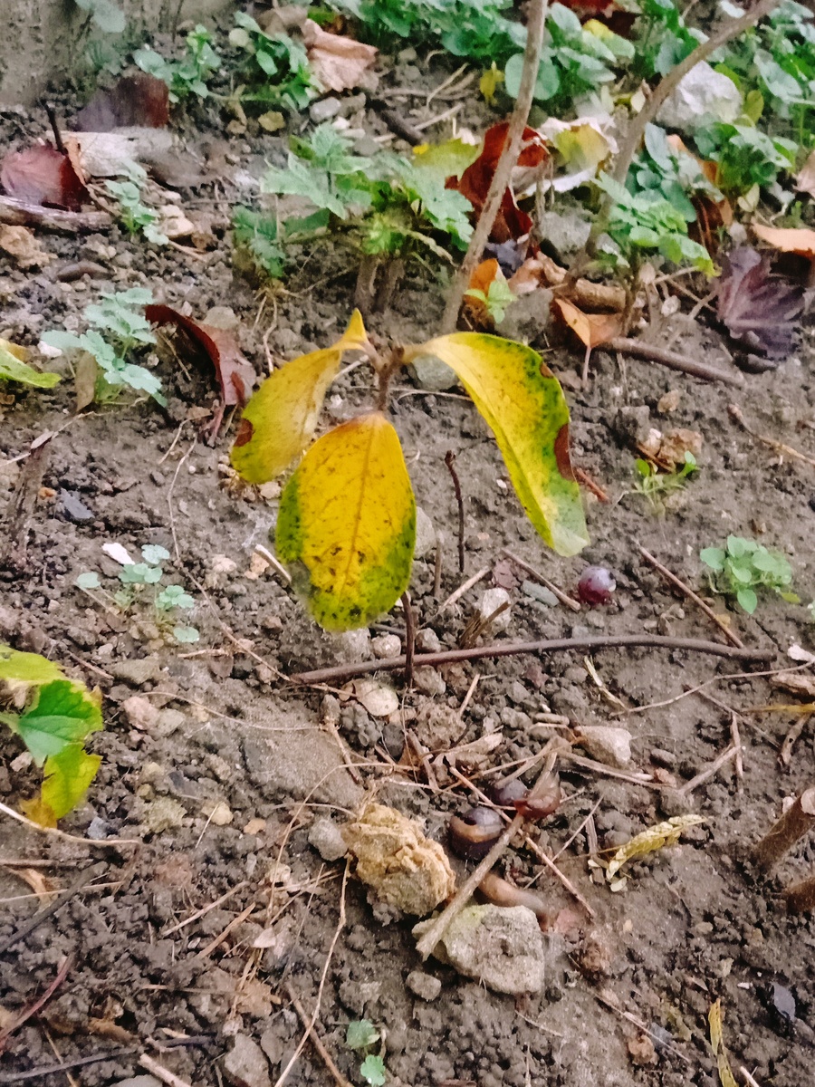 Хурма - листики уже готовы улететь. Два прутика