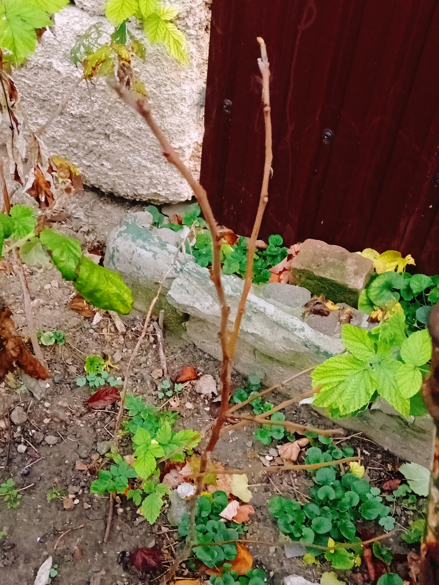 Хурма - сеянец 2022 года