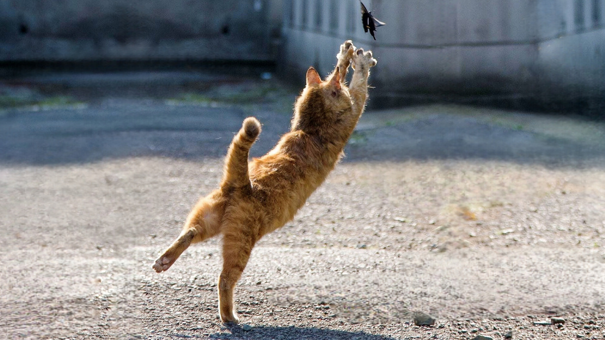 Автор фото Масаюки Оки