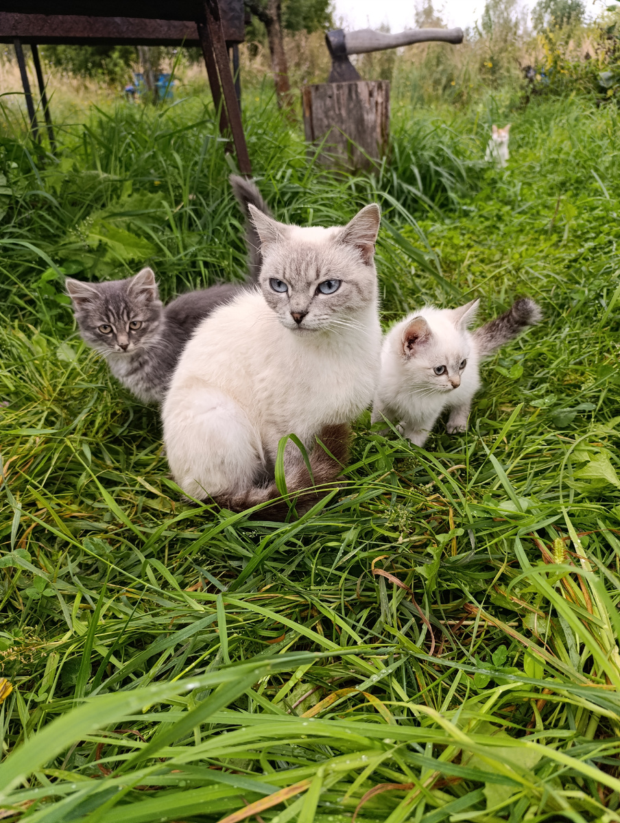 Этим летом кошка привела котят
