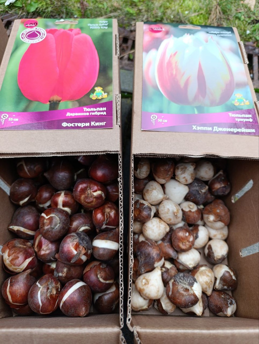  На картитке изображены "боксы" по 100шт луковиц.