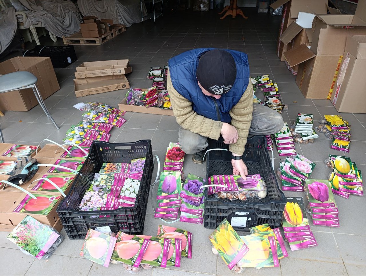 Хорошие поставщики всегда достойно организуют упаковку луковичных при доставке, для сохранения целостности луковиц.