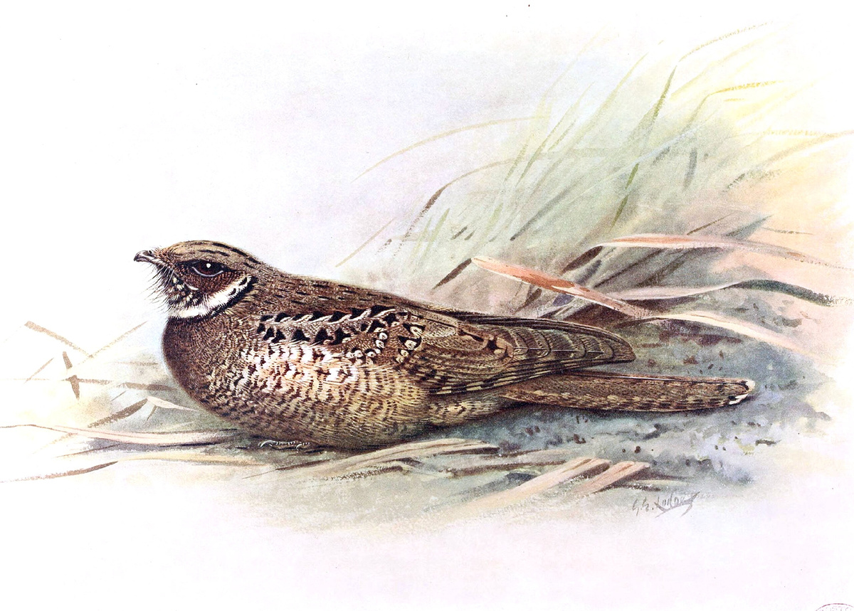 Ямайский малый козодой (Siphonorhis americana)