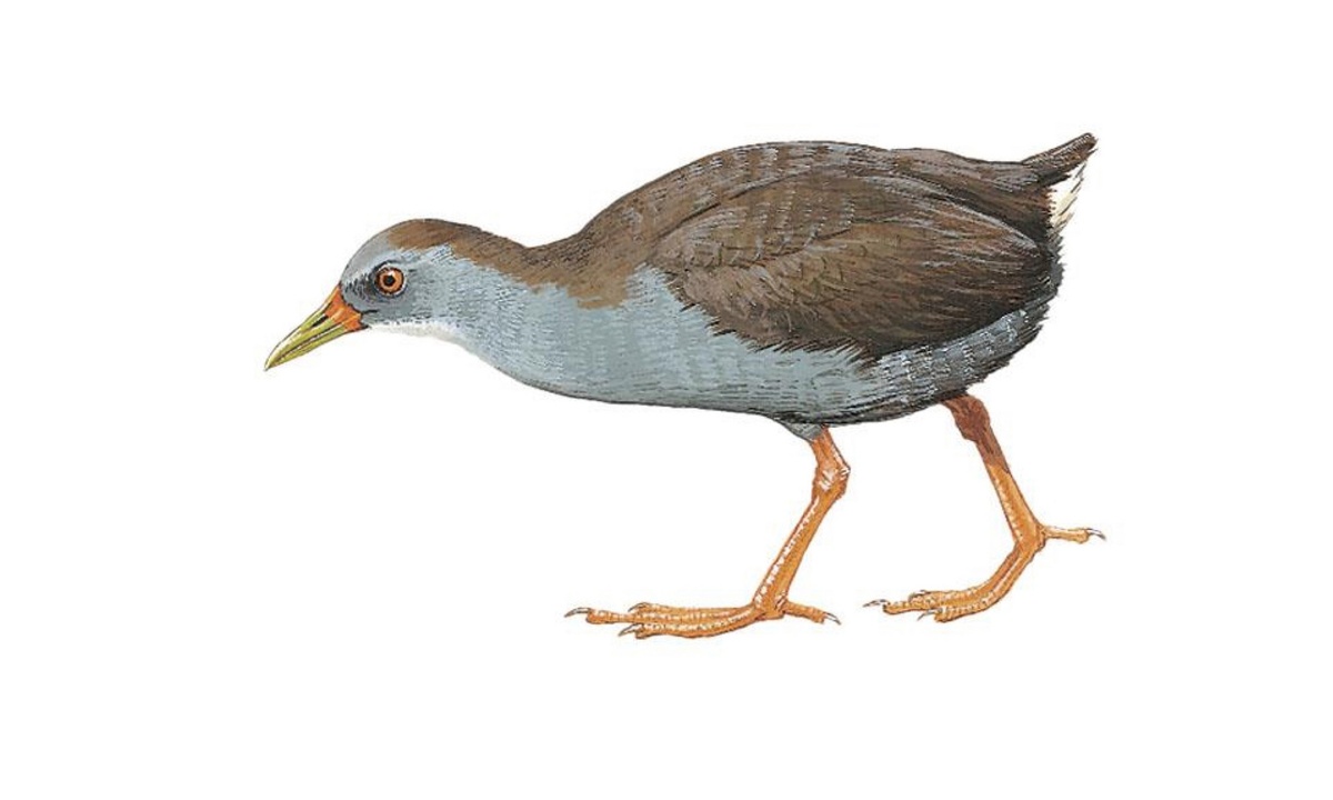 Кубинский погоныш (Mustelirallus cerverai)