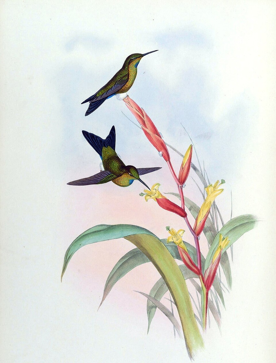 Бирюзовый эрион (Eriocnemis godini)