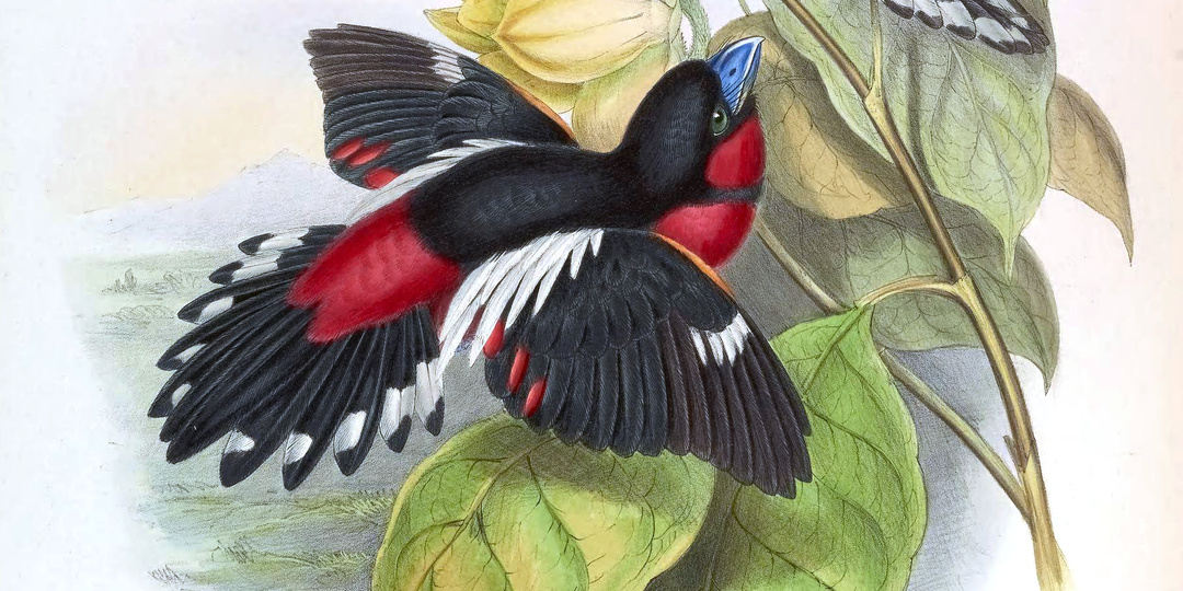 Список птиц, чьих фотографий не существует