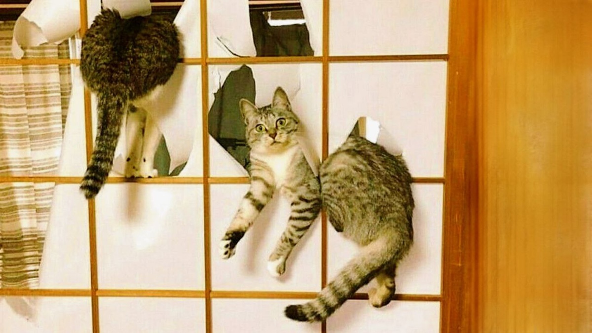 А что - эти замечательные двери разве не для нас были куплены? ДАЛЕЕ --->>