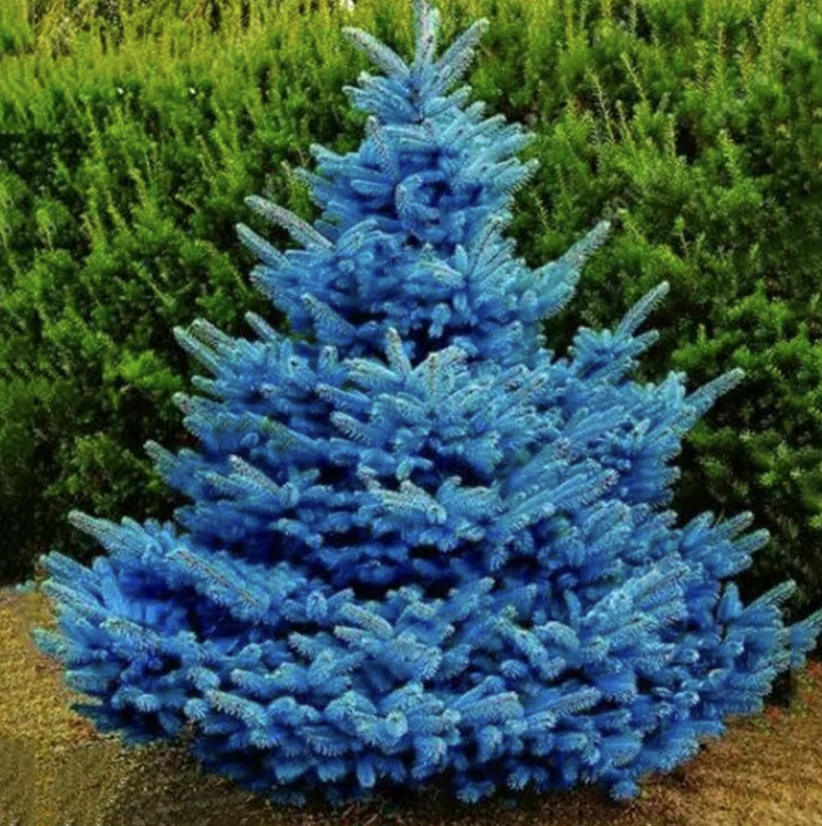 Фото из Яндекса. Спасибо автору 