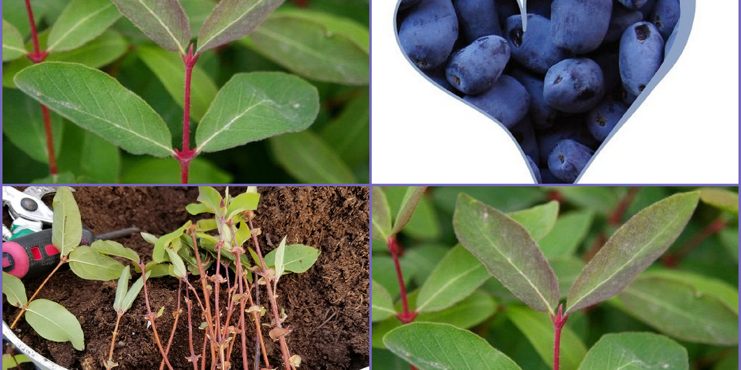 Садоводы,Успешное размножение жимолости: откройте секреты от черенкования до отводков!