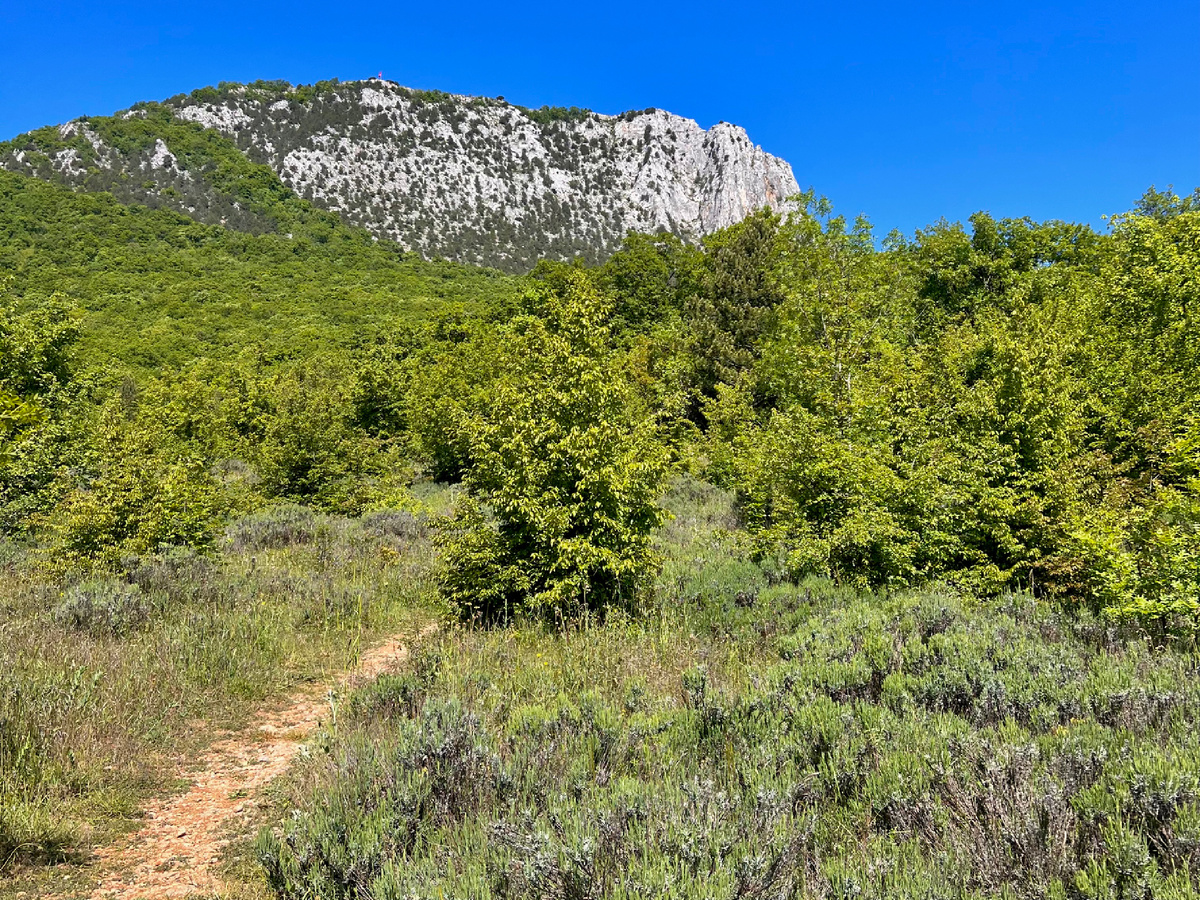 Так выглядит Парагильмен снизу