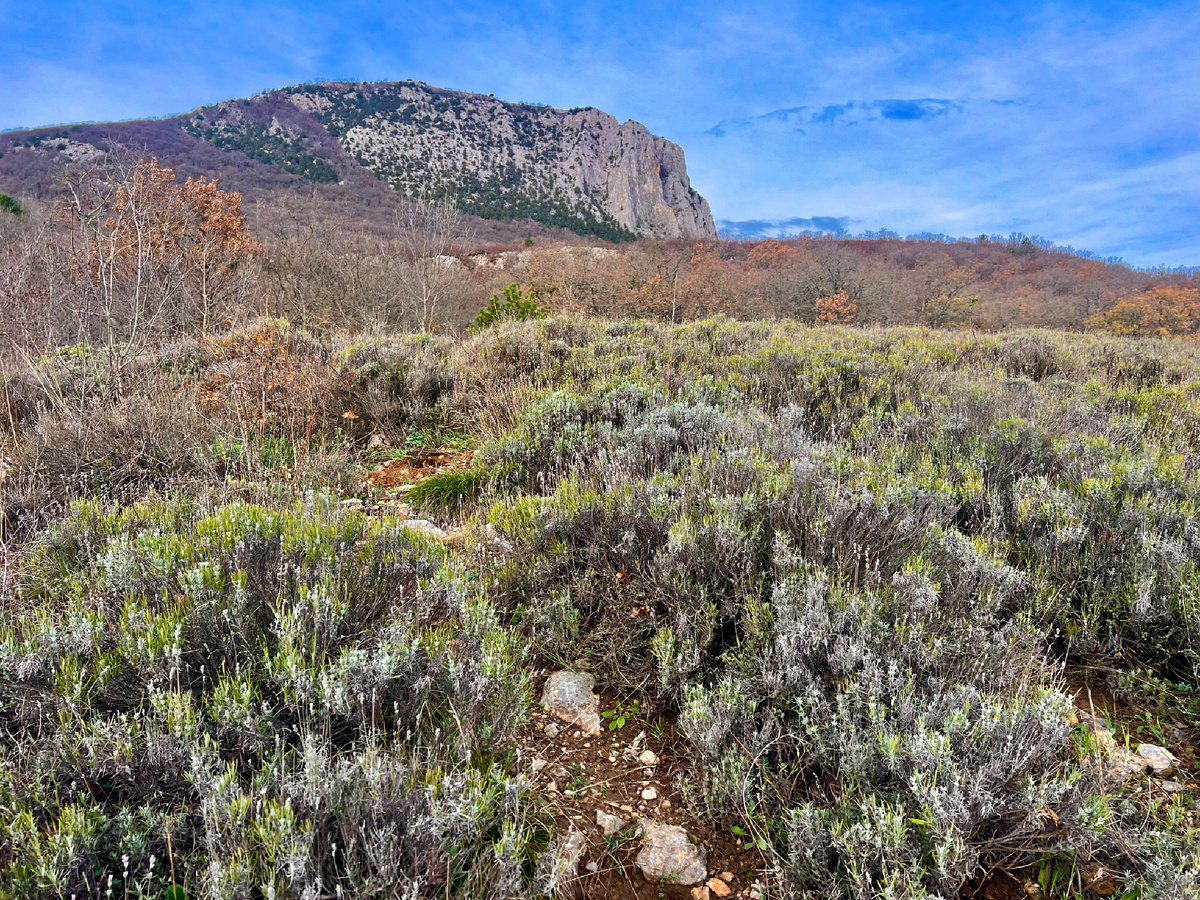 Гора арагильмен. На переднем плане кусты лаванды