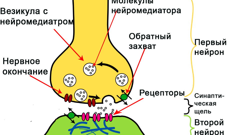 Физиологическая составляющая зависимости
