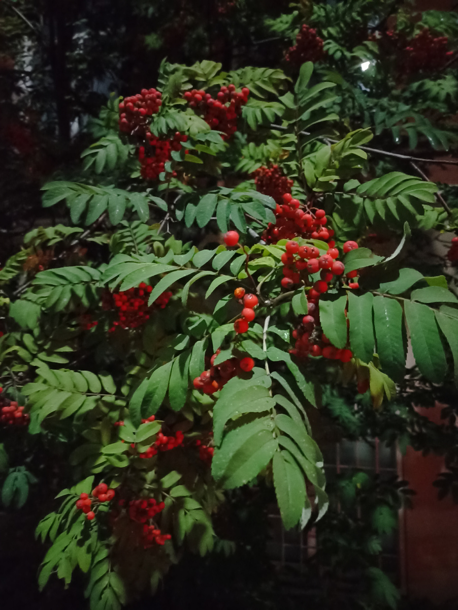 Рябина издревле считается одним из самых сильных магических растений (отвлечённая иллюстрация для статьи)