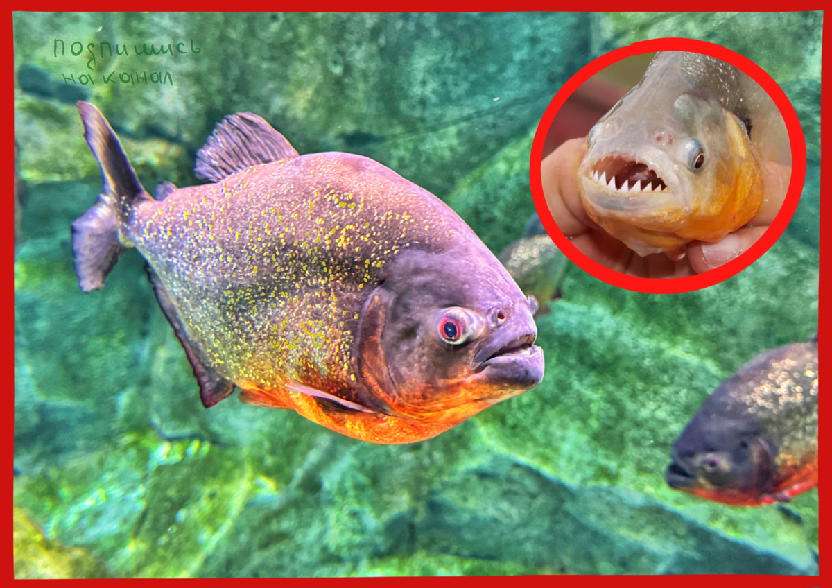 7 интересных фактов о пираньях. Правда и вымысел из фильмов