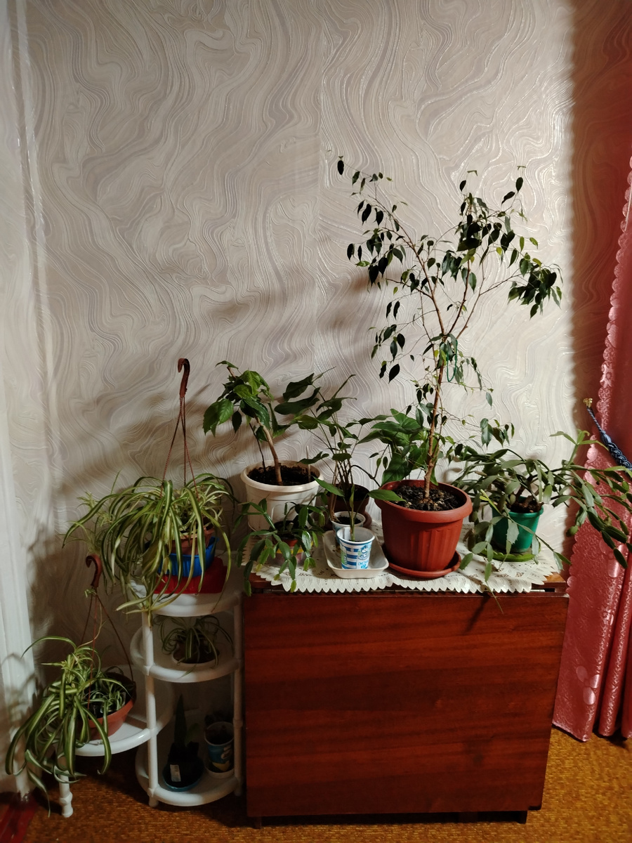 Растения зимуют в отдельном помещении вдали от отопительных батарей и сквозняков. 