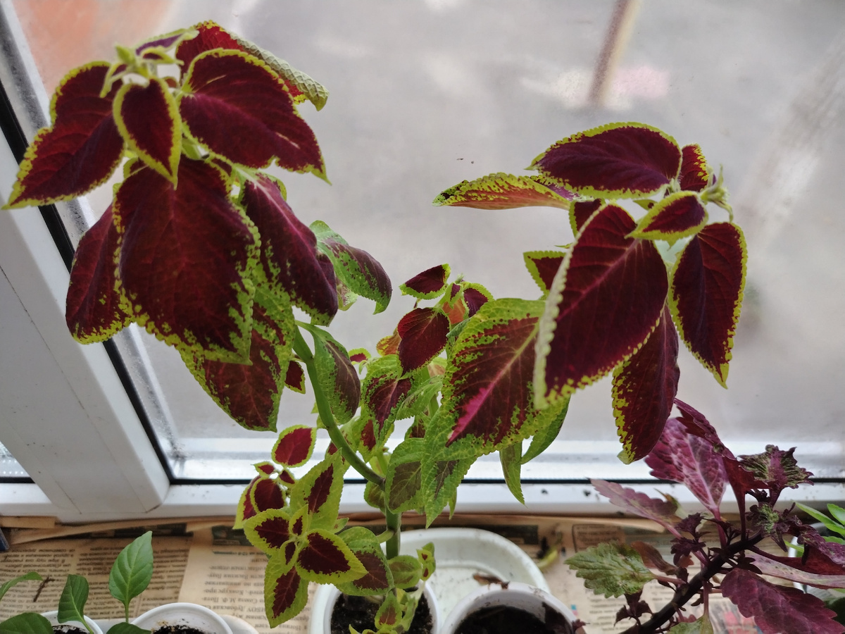 Полотенце или газета защищает корни от переохлаждения. 