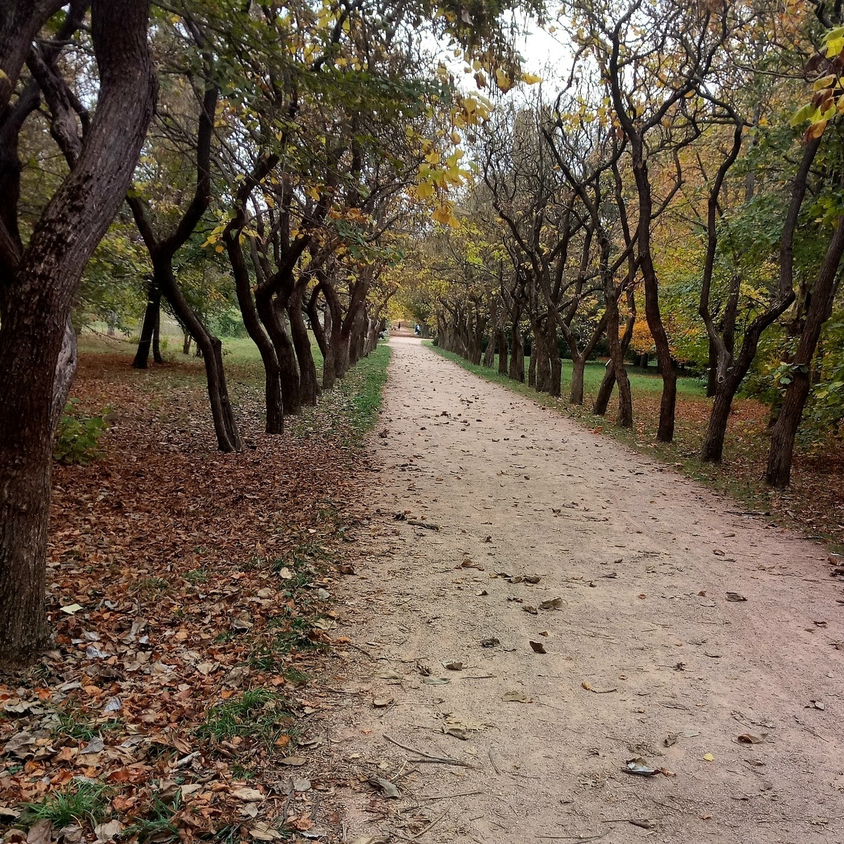 © Copyright: Ориби Каммпирр