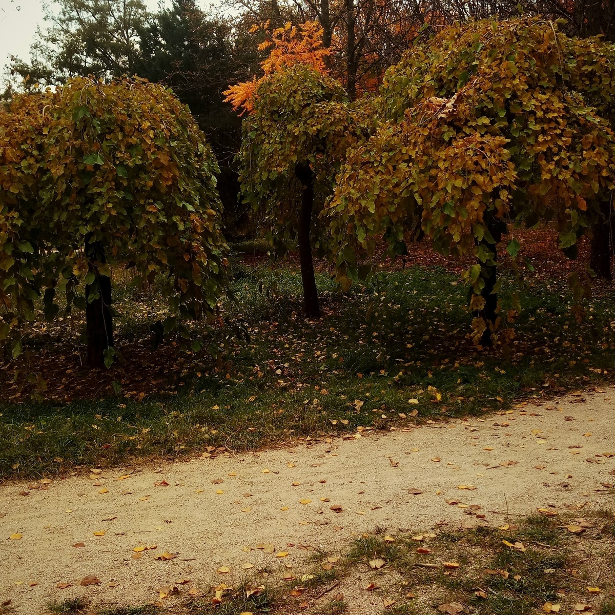 © Copyright: Ориби Каммпирр