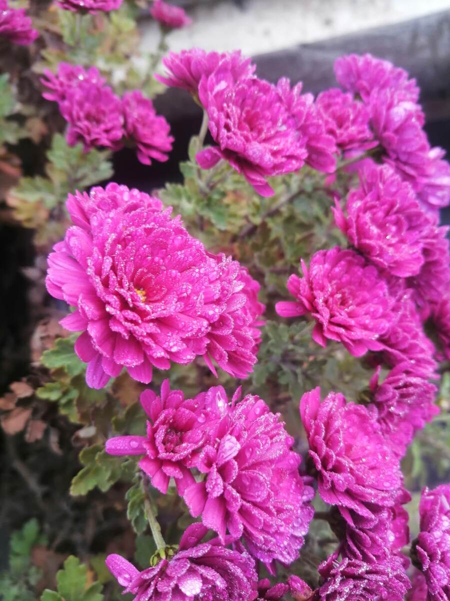 У меня мало новых фото. Поэтому пусть будут цветочки ☀️