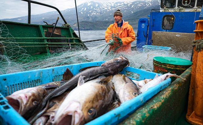 Мурманскую треску - в каждый дом. Путин поручил накормить бойцов и школьников морепродуктами. Власть ищет, где рыба