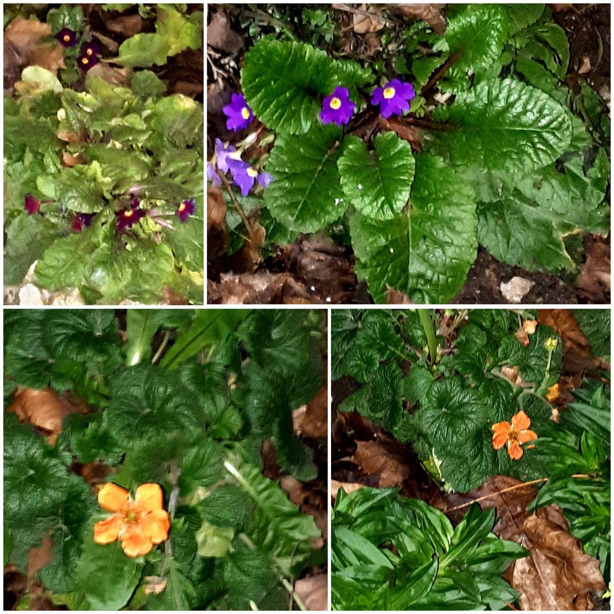 Коллаж автора 06.12.2025г.