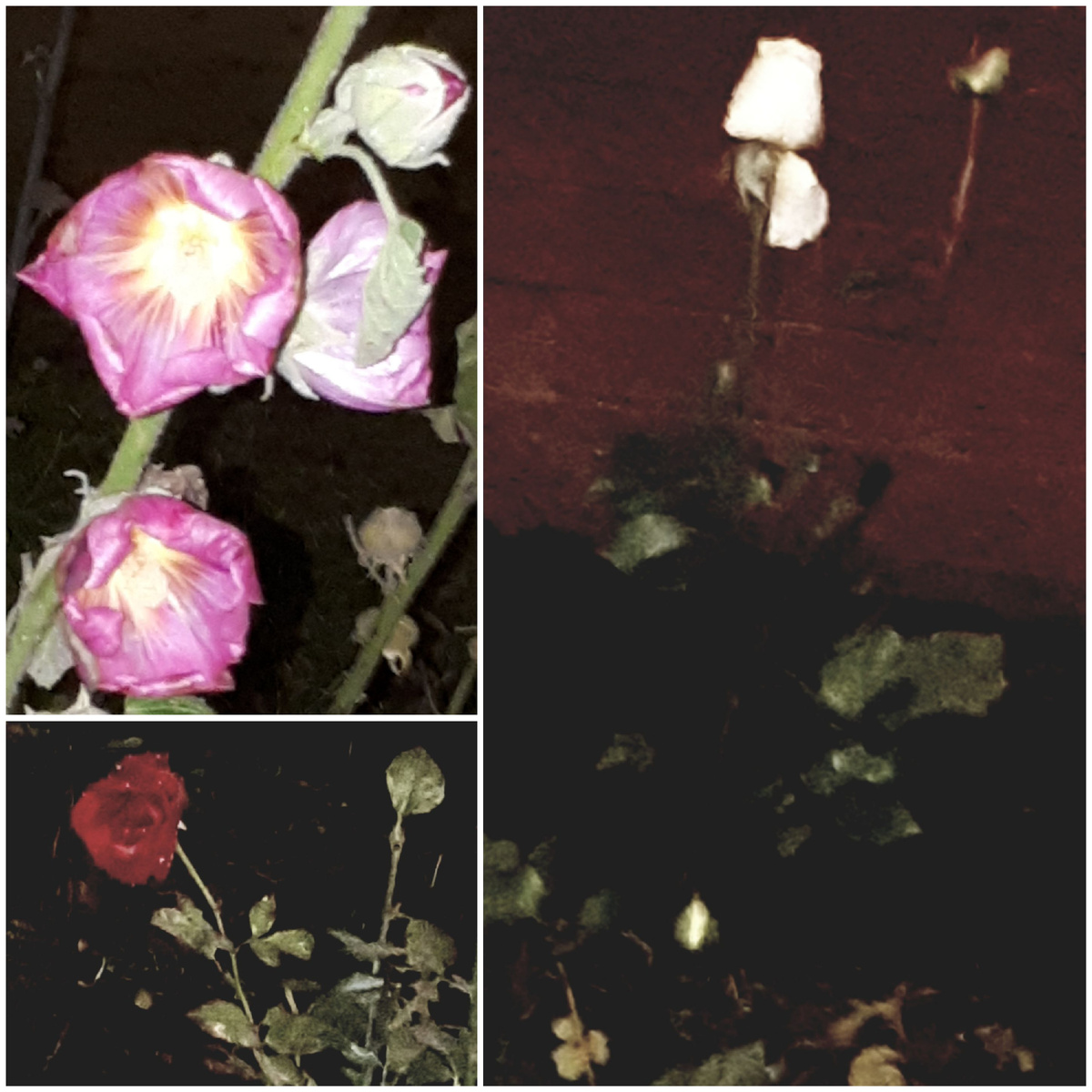 Коллаж автора 06.12.2025г.