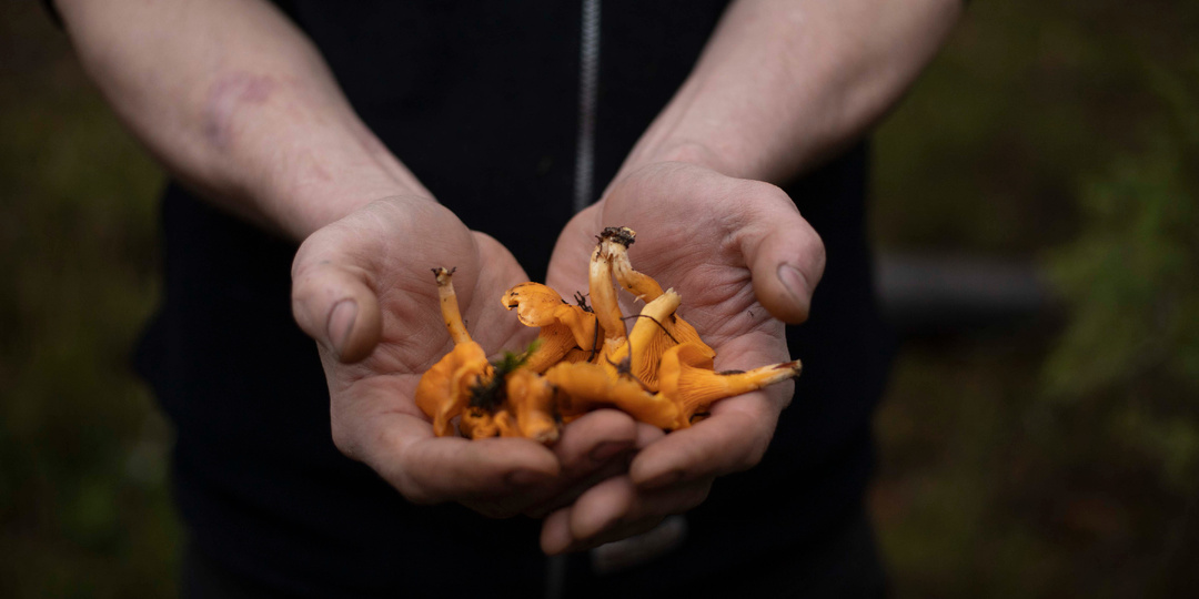 Лесное озеро. Лисички в декабре