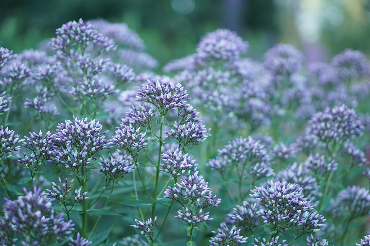 Флокс Starburst