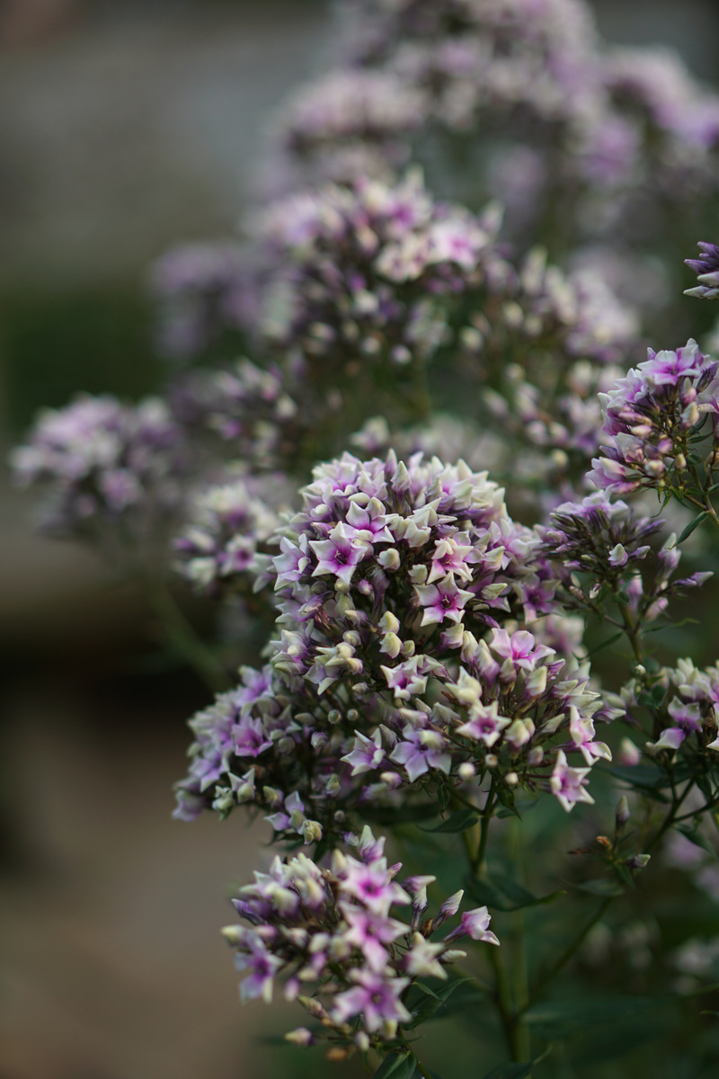 Флокс Starburst